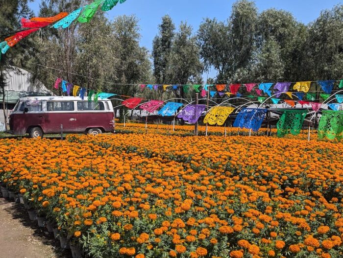 cempasuchil en xochimilco